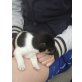 Jack-Russell-Terrier Welpen - Hündin