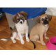 Jack Russell Terrier Welpen - Hündin