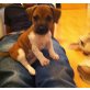 Jack-Russell-Terrier Welpen - Hündin