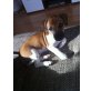 Jack-Russell-Terrier Welpen - Hündin