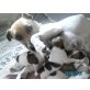 Jack-Russell-Terrier Welpen - Hündin