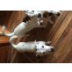 Jack-Russell-Terrier Welpen - Hündin