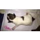 Jack-Russell-Terrier Welpen - Hündin