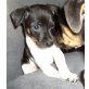 Jack-Russell-Terrier Welpen - Hündin