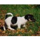 Jack-Russell-Terrier Welpen - Hündin