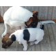 Jack-Russell-Terrier Welpen - Hündin
