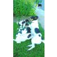 Jack-Russell-Terrier Welpen - Hündin