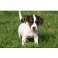 Jack-Russell-Terrier Welpen - Hündin