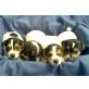 Jack-Russell-Terrier Welpen - Hündin