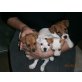 Jack-Russell-Terrier Welpen - Hündin