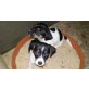Jack-Russell-Terrier Welpen - Hündin