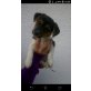 Jack-Russell-Terrier Welpen - Hündin