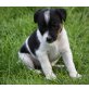 Jack-Russell-Terrier Welpen - Hündin