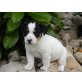 Jack-Russell-Terrier Welpen - Hündin
