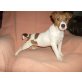 Jack-Russell-Terrier Welpen - Hündin