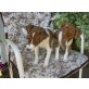 Jack-Russell-Terrier Welpen - Hündin