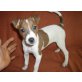 Jack-Russell-Terrier Welpen - Hündin