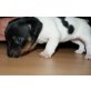 Jack-Russell-Terrier Welpen - Hündin
