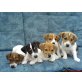 Jack-Russell-Terrier Welpen - Hündin