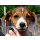 Jack-Russell-Terrier Welpen - Hündin