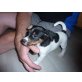 Jack-Russell-Terrier Welpen - Hündin