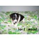 Jack-Russell-Terrier Welpen - Hündin