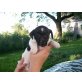 Jack-Russell-Terrier Welpen - Hündin