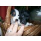 Jack-Russell-Terrier Welpen - Hündin