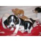 Jack-Russell-Terrier Welpen - Hündin