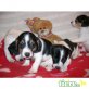 Jack-Russell-Terrier Welpen - Hündin