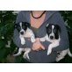 Jack-Russell-Terrier Welpen - Hündin