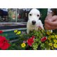 Jack-Russell-Terrier Welpen - Hündin