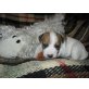 Jack-Russell-Terrier Welpen - Hündin