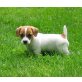 Jack Russell Terrier Welpen, Jack-Russell-Terrier - Rüde