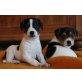 Jack-Russell-Terrier Welpen - Rüde