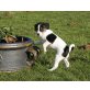 Jack-Russell-Terrier Welpen - Rüde