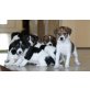 Jack-Russell-Terrier Welpen - Rüde