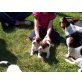 Jack-Russell-Terrier Welpen - Rüde