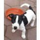 Jack-Russell-Terrier Welpen - Rüde