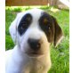 Jack-Russell-Terrier Welpen - Rüde