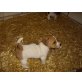 Jack-Russell-Terrier Welpen - Rüde