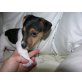 Jack-Russell-Terrier Welpen - Rüde