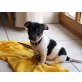 Jack-Russell-Terrier Welpen - Rüde