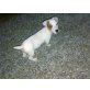 Jack-Russell-Terrier Welpen - Rüde