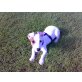 Jack-Russell-Terrier Welpen - Rüde