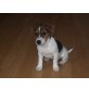 Jack-Russell-Terrier Welpen - Rüde