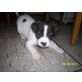 Jack-Russell-Terrier Welpen - Rüde