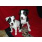 Jack-Russell-Terrier Welpen - Rüde