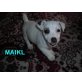 Jack-Russell-Terrier Welpen - Rüde