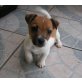 Jack-Russell-Terrier Welpen - Rüde